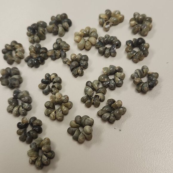 Mongo Shells - Picture 2 of 2